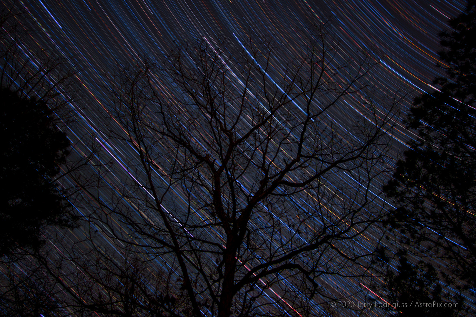 The colorful stars of orion set behing a tree in the spring.