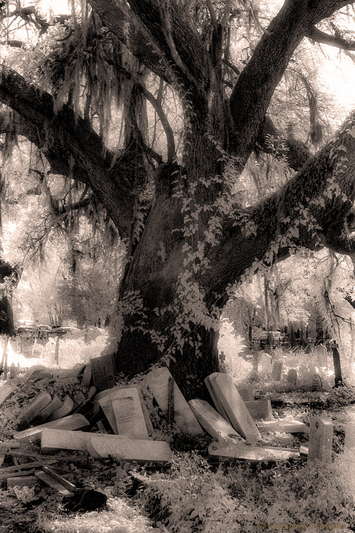 Headstones, oak tree, Holt Cemetery, New Orleans.